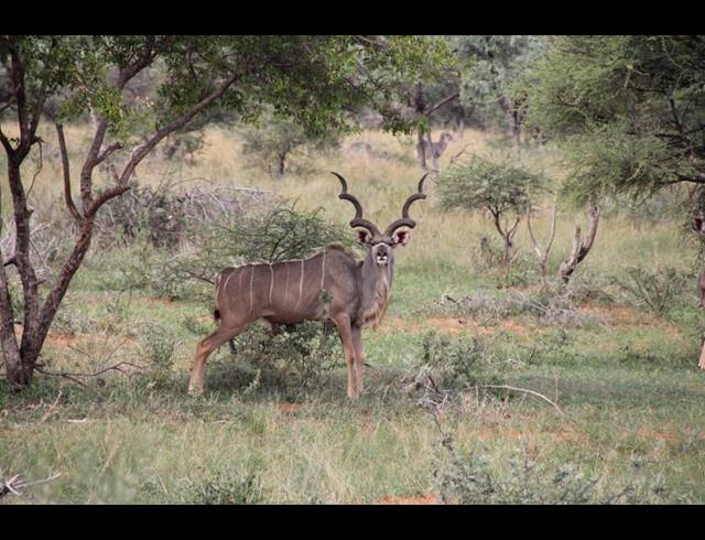 FARM FOR SALE IN LEPHALALE